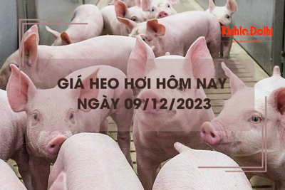 Giá heo hơi hôm nay 9/12/2023: Tăng giảm trái chiều