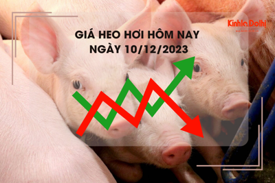 Giá heo hơi hôm nay 10/12/2023: Biến động không đồng nhất, cao nhất 51.000 đồng/kg