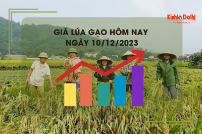 Giá lúa gạo hôm nay 10/12/2023: Duy trì ổn định