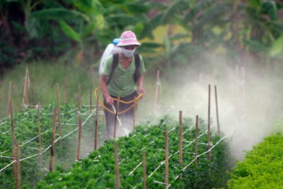 Hướng tới sử dụng thuốc bảo vệ thực vật an toàn, bền vững