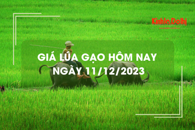 Giá lúa gạo hôm nay 11/12/2023: Duy trì ổn định
