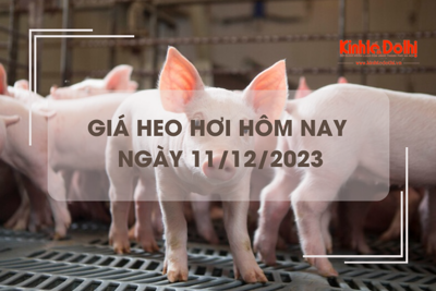 Giá heo hơi hôm nay 11/12/2023: Thị trường lặng sóng