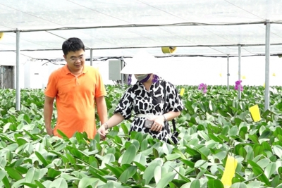 Nông nghiệp, nông thôn Hà Nội đổi thay toàn diện 