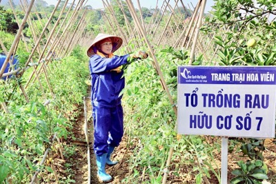 Chặng đường 15 năm làm nông nghiệp hữu cơ của Hà Nội