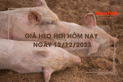 Giá heo hơi hôm nay 12/12/2023: Tăng nhẹ tại một số địa phương