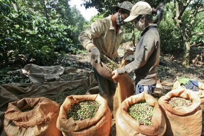 Giá cà phê hôm nay 12/12: Đồng loạt tăng rất mạnh, Robusta thêm gần 100 USD