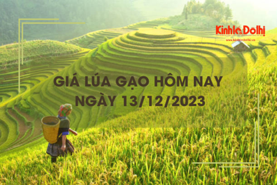 Giá lúa gạo hôm nay 13/12/2023: Thị trường lặng sóng