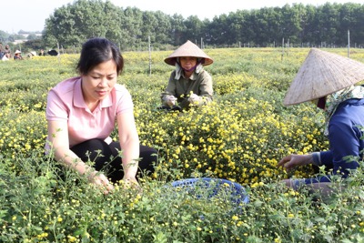 Hà Nội: Mô hình trồng hoa cúc chi cho lợi nhuận hơn 200 triệu đồng/ha