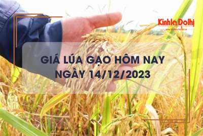 Giá lúa gạo hôm nay 14/12/2023: Đồng loạt tăng giá 