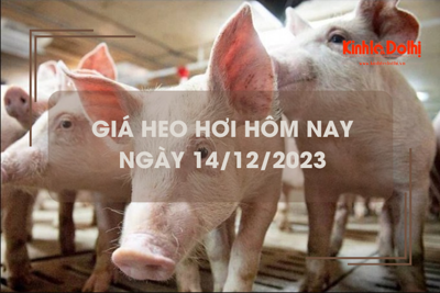 Giá heo hơi hôm nay 14/12/2023: Điều chỉnh không đồng nhất