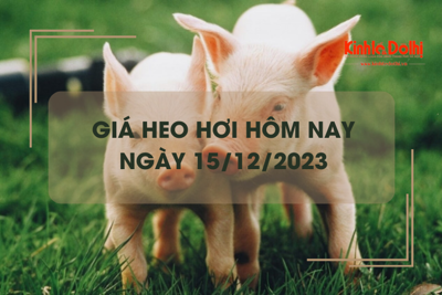 Giá heo hơi hôm nay 15/12/2023: Đi ngang trên cả ba miền