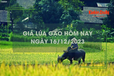 Giá lúa gạo hôm nay 16/12/2023: Đồng loạt đi ngang 