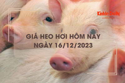 Giá heo hơi hôm nay 16/12/2023: Giảm rải rác tại một số địa phương