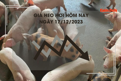 Giá heo hơi hôm nay 17/12/2023: Cao nhất 51.000 đồng/kg