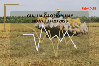 Giá lúa gạo hôm nay 17/12/2023: Giá lúa biến động trái chiều 