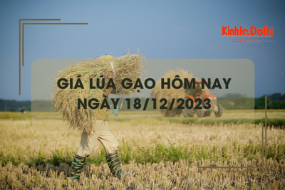 Giá lúa gạo hôm nay 18/12/2023: Duy trì ổn định