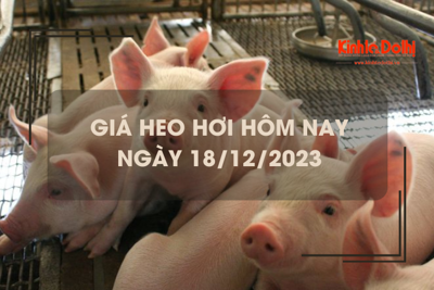 Giá heo hơi hôm nay 18/12/2023: Đi ngang trên cả ba miền