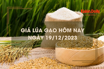 Giá lúa gạo hôm nay 19/12/2023: Lúa chững giá, gạo tăng nhẹ