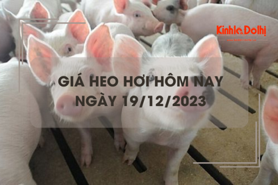 Giá heo hơi hôm nay 19/12/2023: Miền Bắc giảm 1000 đồng/kg