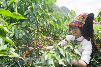 Giá cà phê hôm nay 19/12: Arabica tiếp tục tăng, Robusta rơi từ đỉnh 15 năm