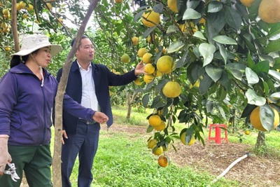 Hà Tĩnh: Rộn ràng mùa thu hoạch cam