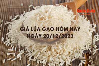 Giá lúa gạo hôm nay 20/12/2023: Gạo xuất khẩu tăng 5 USD/tấn