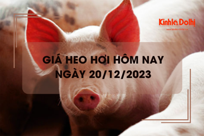 Giá heo hơi hôm nay 20/12/2023: ổn định