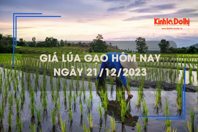 Giá lúa gạo hôm nay 21/12/2023: Giá gạo tăng, giá lúa giảm 