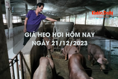 Giá heo hơi hôm nay 21/12/2023: Tăng 1.000 đồng/kg