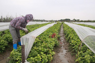 Hà Nội: Nông dân căng mình chống rét cho cây trồng, vật nuôi