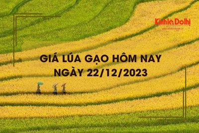 Giá lúa gạo hôm nay 22/12/2023: Giá lúa chững, giá gạo tăng