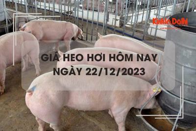 Giá heo hơi hôm nay 22/12/2023: Miền Bắc tăng 1.000 đồng/kg