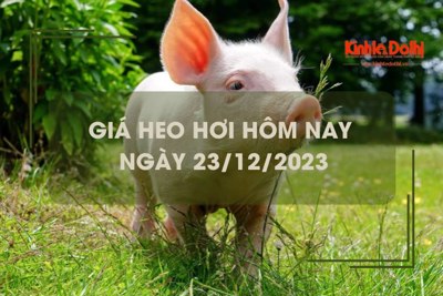 Giá heo hơi hôm nay 23/12/2023: Tăng nhẹ 1.000 đồng/kg