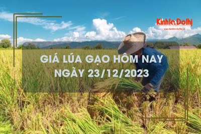 Giá lúa gạo hôm nay 23/12/2023: Giá gạo xuất khẩu tăng nhẹ