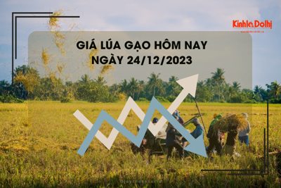 Giá lúa gạo hôm nay 24/12/2023: Giá gạo xuất khẩu giảm nhẹ