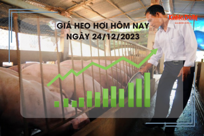 Giá heo hơi hôm nay 24/12/2023: Cao nhất 52.000 đồng/kg