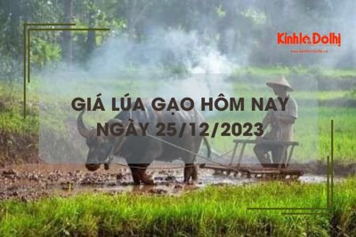 Giá lúa gạo hôm nay 25/12/2023: Duy trì ổn định 