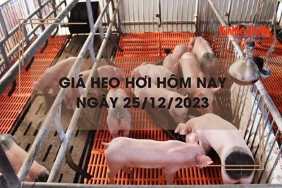 Giá heo hơi hôm nay 25/12/2023: Lặng sóng