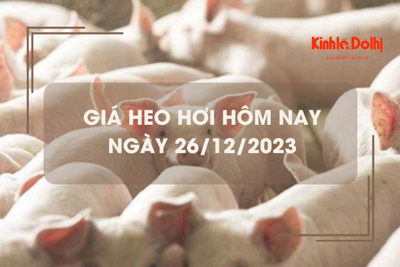 Giá heo hơi hôm nay 26/12/2023: Tăng nhẹ, cao nhất 52.000 đồng/kg