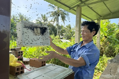 Người đàn ông miền Tây có tuyệt chiêu "dụ" ong về nuôi lấy mật