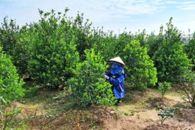 Thái Bình: Người trồng quất có nguy cơ mất Tết do thời tiết không ủng hộ