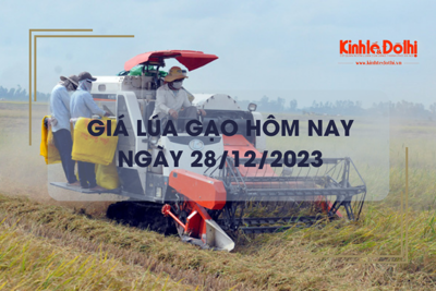 Giá lúa gạo hôm nay 28/12/2023: Giá lúa tăng, giá gạo chững