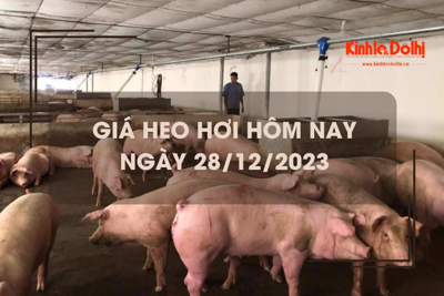 Giá heo hơi hôm nay 28/12/2023: Biến động trái chiều