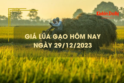 Giá lúa gạo hôm nay 29/12/2023: Duy trì ổn định