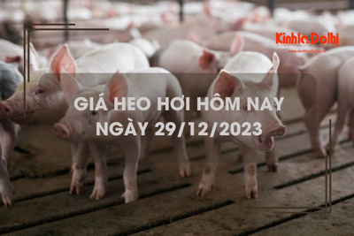 Giá heo hơi hôm nay 29/12/2023: Đồng loạt đi ngang