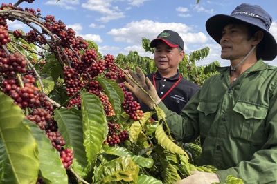 Giá cà phê hôm nay 29/12: Cà phê tăng vọt, trong nước gần 70.000 đồng/kg