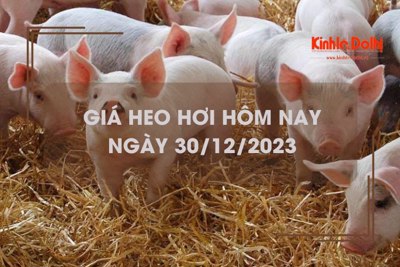 Giá heo hơi hôm nay 30/12/2023: Không có thay đổi mới