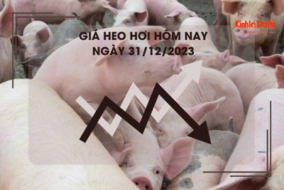 Giá heo hơi hôm nay 31/12/2023: Cao nhất 52.000 đồng/kg