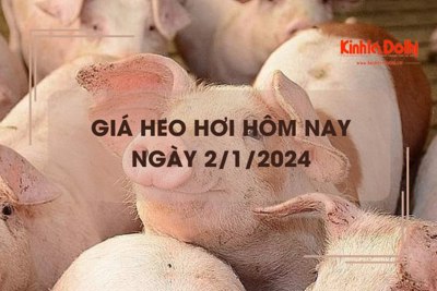 Giá heo hơi hôm nay 2/1/2024: Lặng sóng