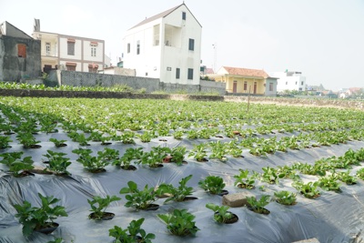 Nghệ An: Hành trình cây dâu tây hữu cơ khởi sinh trên đất nhiễm mặn